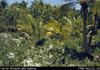 Niue - Plantation - Coral.