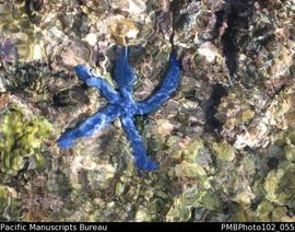 Malekula Maskelynes starfish