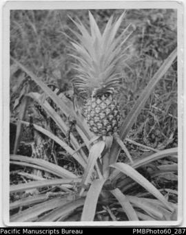 A pineapple tree