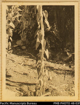 Yam vine tended anti-clockwise on a stake, Guadalcanal