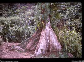 'Buttress tree roots in Rove Valley, Honiara'