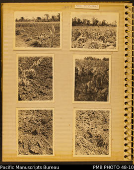 Photograph album, page 8: Saki's farm, prior to harvesting