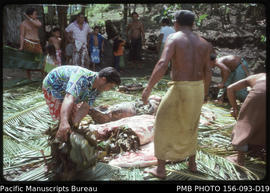 Pigs from earth oven dissected for distribution, Upolu, Samoa
