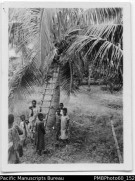 Children with ladder against coconut palm