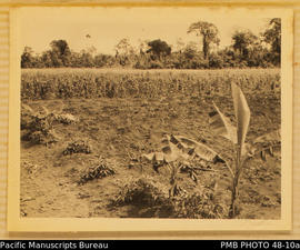 Saki's farm, tapioca in the foreground, yams in background, Guadalcanal