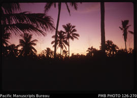 'Sunset over coconut palms, Tonga'
