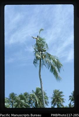 'Man on top of a coconut tree'