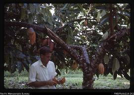 'Ted Kenman (agriculturalist) with cocoa trees near Kira Kira'