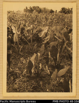 Saki's taro garden, Guadalcanal