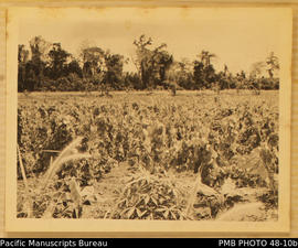 Pana garden, Saki's farm, Guadalcanal