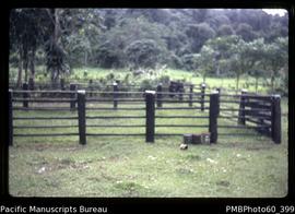 Cattle yards, farm property opposite Tangoa on Santo
