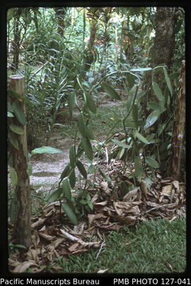 'Vanilla plant at Bill Erich's, Deuba, Viti Levu, Fiji'