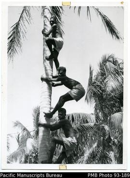 Climbing Coconut Palm