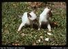 [Rabbie Namaliu's] Siamese kittens