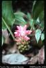Kokoda Trail Flower At the foot of Imita Ridge [Jan Gammage caption, Carl Loeliger photograph]