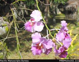 Santo  Vatthe [Conservation Area] orchid