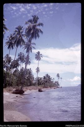 'Coconut palms near Bonege, Guadalcanal'
