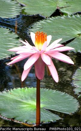[Colo-I-Suva Forest Park near old quarry Waterlily]