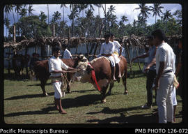 'A prize bull at the Agriculture Show, Tonga'