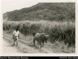 West Viti Levu scenes: In the cane fields, Nadi/Lautoka area