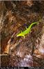 [Green lizard/gecko?, Honiara]
