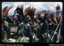 "Bird of Paradise feathers at Wau show"