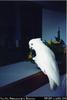 George [a white cockatoo, Cacatua opthalmica (?)]