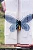 [Queen Alexandra Birdwing] Butterfly specimen, Afore [Oro Province]
