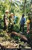 Inspecting old bomb, between Kalil and Kuril, Nissan Island [Bougainville]