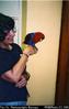 Billy the eclectus parrot, Alotau International Motel [Milne Bay Province]