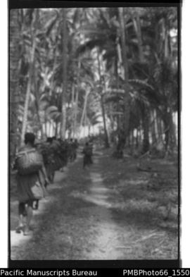 [People walking along avenue of palms?]