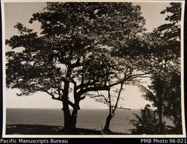 View from shore to distant island with big tree in foreground