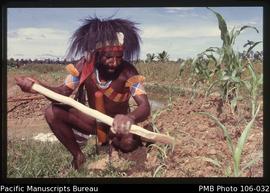 [A Lani man with a digging stick and cassowary feather headdress holds a stick for weeding a corn...