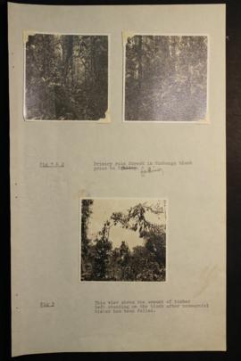Report Number: 417 Revegetation Trails - Kumbango, West New Britain (illustrated), 15pp. [No map ...