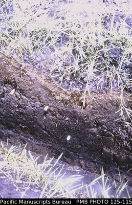 'Kindeng Smallholder projects, Wahgi Valley: soil profile in archaelogical trench showing ancient...