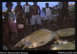"Green turtles and onlookers, beach near Honiara market"