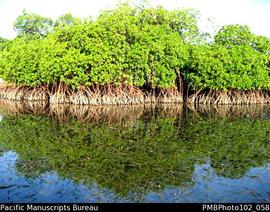 Malekula Maskelynes mangrove reflection