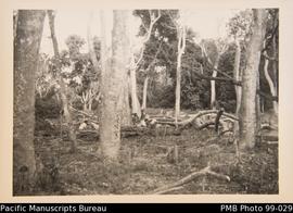 Young men sitting in amongst fallen trees