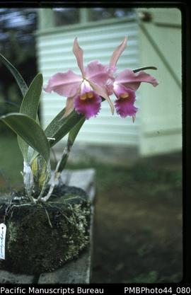 "Orchid, for exhibition. Taken in Botanic Gardens, Lae."