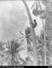 Cook Island boy climbing coconut tree