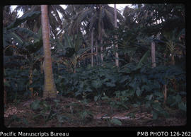 'Taro, bananas & paw paw under coconuts, Tongatapu, Tonga'