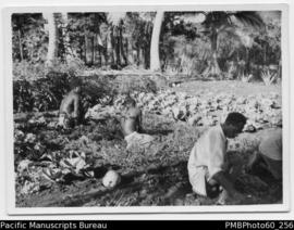 ni-Vanuatu men in garden