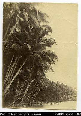 View of palms along beach. Written on back in pencil: 'Cocoanut[sic] Palms Rubiana Lagoon'