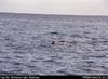 Takalana    Spinner dolphins, Moon Reef