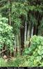 Biggest bamboo I’ve ever seen!  Inland road [Matantas to Luganville], Santo