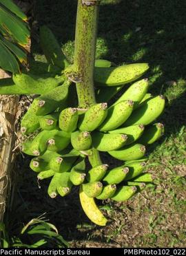 Malekula Lakatoro bananas