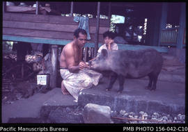 Caring for pigs, Upolu, Samoa