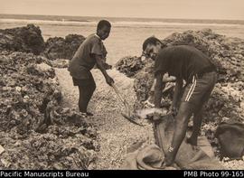 Construction of Onesua chapel, two Onesua high school students putting coral in bags ready for tr...