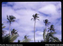 'Double-headed coconut palm, Tonga'