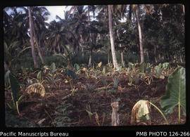 'Newly planted pineapples and yams under coconuts, with tapioca in background, Tonga'